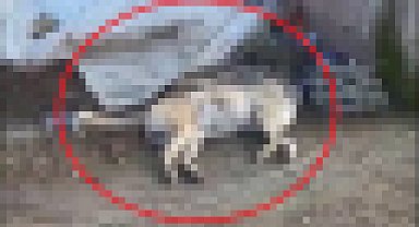 Diyarbakır'da, kopan elektrik teline temas eden köpek öldü