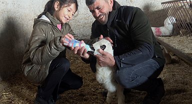 Felçli kuzuyu biberonla besliyorlar