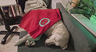 Hatay'da yağmurda ıslanıp, üşüyen köpeğe kafe çalışanları sahip çıktı