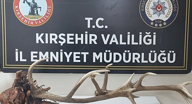 İnternetten geyik boynuzu satan şüpheliye gözaltı