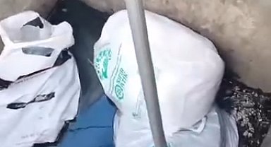 İstanbul - Sancaktepe'de ağzı bağlı poşette 4'ü ölü 11 yavru köpek bulundu