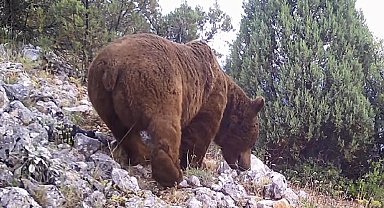 Keles'te yaban hayvanları fotokapanla görüntülendi