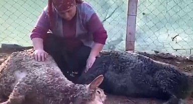 Koyunlarını köpeklerin parçaladığı 12 yaşındaki Melek'in gözyaşları
