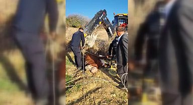 Kuyuya düşen inek, iş makinesiyle kurtarıldı