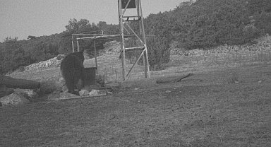 Manisa'da fotokapanla ilk kez 'boz ayı' görüntülendi