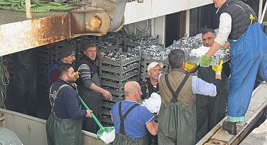 Marmara'da hamsi bereketi; tekneler yüzlerce kasayla dönüyor limana