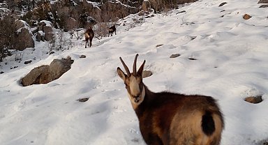 Munzur Dağları'nda çengel boynuzlu dağ keçileri görüntülendi
