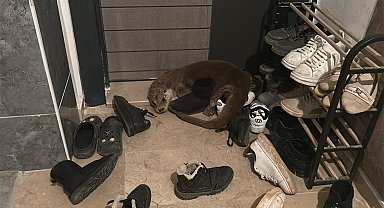 Nesli tükenme tehlikesindeki su samuru apartmana girdi