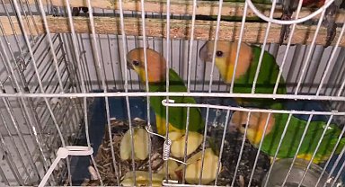 Sınır kapısında 6 konur papağanı ele geçirildi