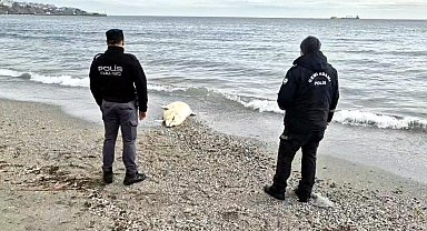 Tekirdağ'da denizde ölü yunus bulundu