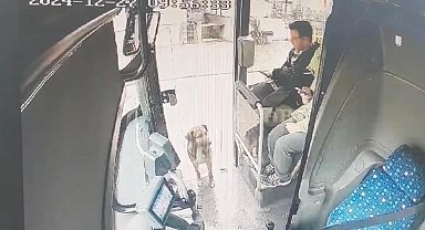 Yağmurdan ıslanan köpek, durağa yanaşan otobüse bindi