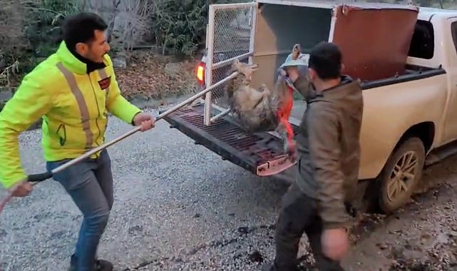 Yaralı bulunan kurt tedaviye alındı
