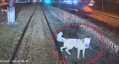 Zincirle raylara bağlanan köpek, vatmanın dikkatiyle kurtuldu