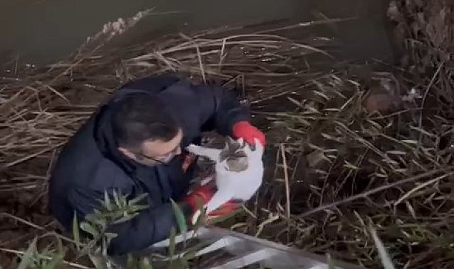 Zonguldak'ta 1 ayda 3'üncü kez çaya düşen kediyi iffaiye kurtardı