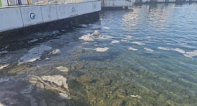 Balıkçılar müsilajdan dertli