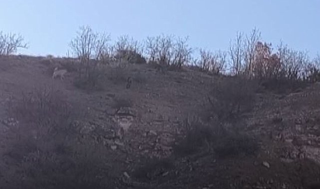 Besiciye saldıran domuzları köpekler kovaladı; o anlar kamerada