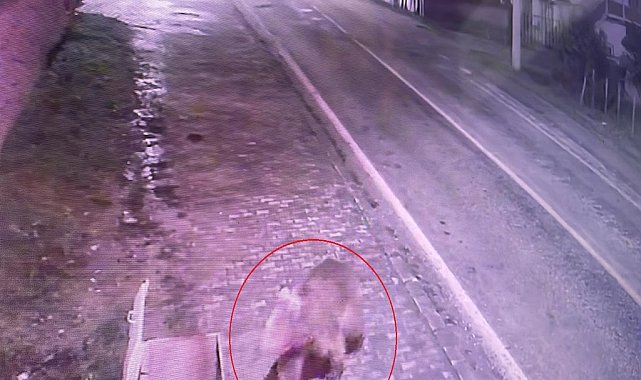 Bursa'da kaçan bozayı, 30 kişilik ekip tarafından aranıyor