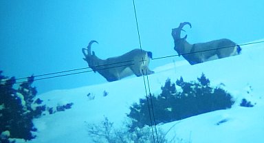 Kop Dağı'nda ölçüm yaparken dağ keçilerini görüntüledi