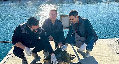 Muğla'da yaralı caretta caretta, tedaviye alındı