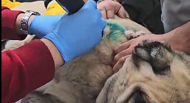 Tabancayla vurulan köpek tedaviye alındı