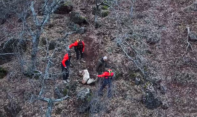 Tunceli'de kayalıklardan düşüp, boynuzu ağaca takılan yaban keçisini ekipler kurtardı
