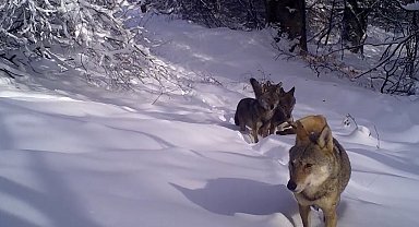 Uludağ'da kurt sürüsü fotokapanla görüntülendi