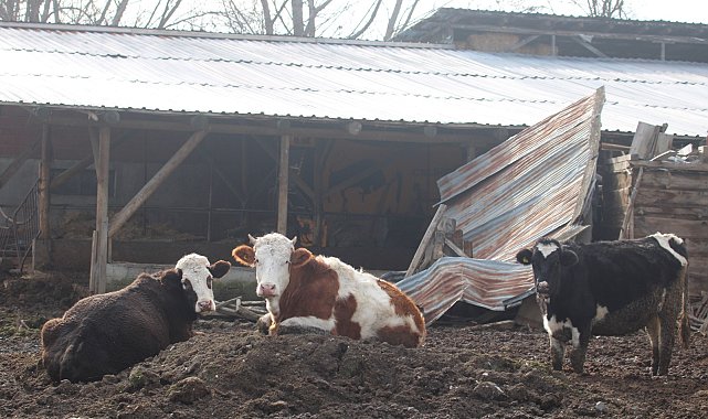 Bolu'da 22 köyde şap karantinası