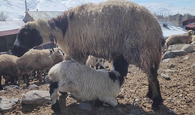 Kuzular anneleri ile buluştu, güzel görüntüler ortaya çıktı