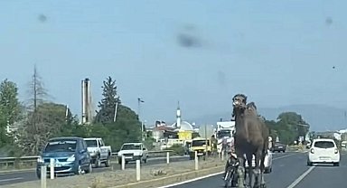 Aydın'da kaçıp yola çıkan deve, sürücülere zor anlar yaşattı