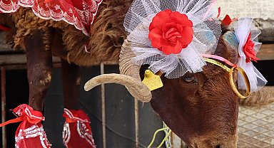 Erzurumlu damattan nişanlısına kurbanlık koç hediyesi