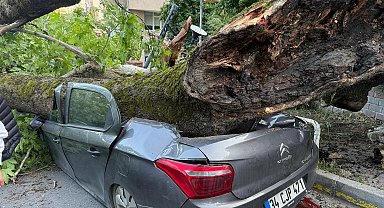 İstanbul - Beşiktaş'ta 150 yıllık ağaç devrildi: 3 araç kullanılamaz hale geldi