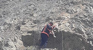 Koruma ağlarına takılan yabani keçiler kurtarıldı