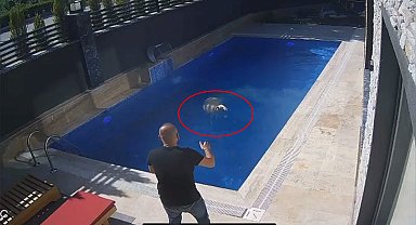 Sahibinden kaçan koçun, bir villanın bahçesindeki havuza girdiği anlar kamerada
