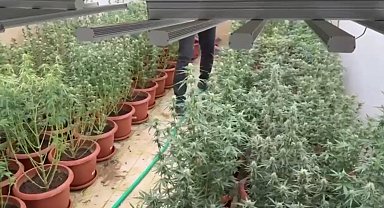 Villalara sera kurup kenevir yetiştiren 3 şüpheli tutuklandı