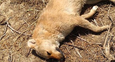 Zehirlendikleri öne sürülen 6 sokak köpeği ile 2 kedi öldü