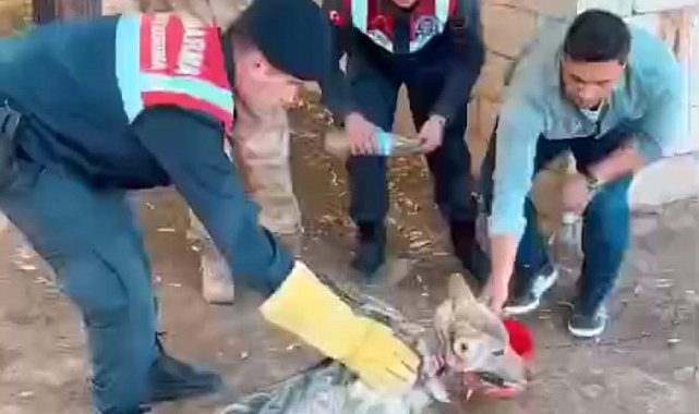 Zincirden kurtarılan kurt, özel bakıma alındı
