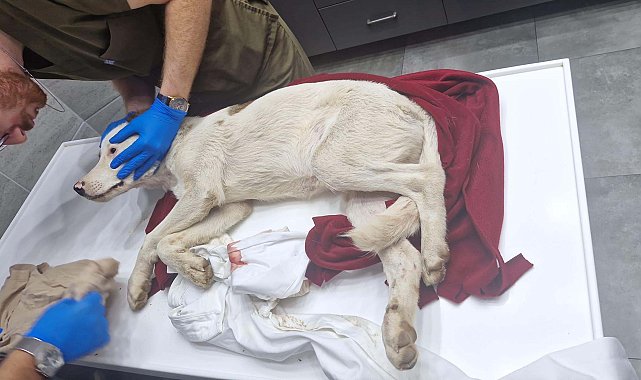 Bodrum'da bir yavru köpeği öldürüp, diğerini yaralayan şüpheli tutuklandı