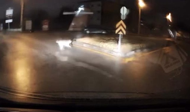 Köpeklerin kovaladığı kişiyi aracına alarak kurtardı Video eklendi