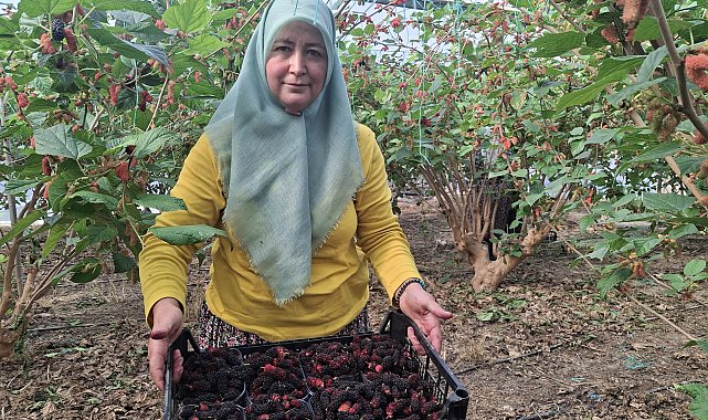 Mersin'de karadut hasadı başladı; yüzde 70'i ihraç ediliyor