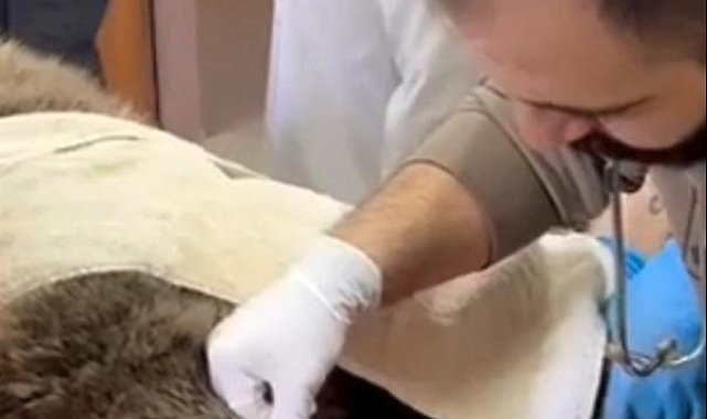 Yaralı bulunan bozayı, tedaviye alındı