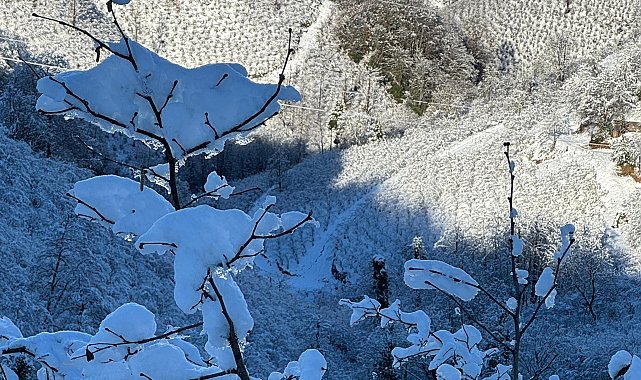 'Yüksek kesimlerdeki kar yağışı fındığa yaradı'