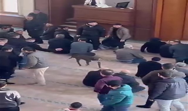Camiye giren pitbullun sahibine adli ve idari işlem yapıldı