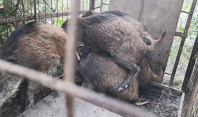 İstanbul- Çatalca'da kaçak avcıların kurduğu domuz tuzakları bulundu