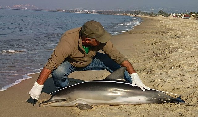 Kuşadası'nda sahile ölü yunus vurdu