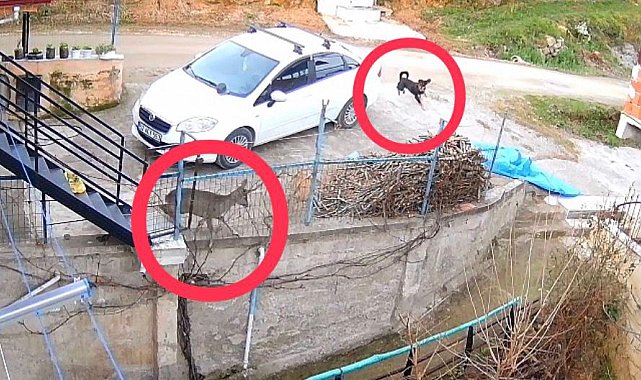 Ordu'da sokak köpeklerinin saldırdığı karaca öldü