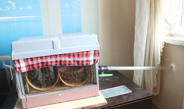 15'inci kattaki evinin oturma odasına arı kovanı sistemi kurdu