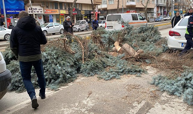 Eskişehir'de kuvvetli rüzgar ağaçları devırdi