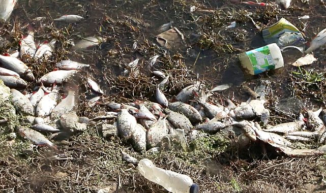 İstanbul- Arnavutköy'de toplu balık ölümleri: Göle hayvansal gübre atığı bırakan işletmelere ceza