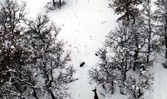 Karla kaplı ormanda gezen karacalar dron kamerasında