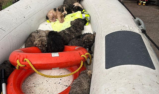 Manisa'da çaya düşen 9 köpek yavrusu kurtarıldı